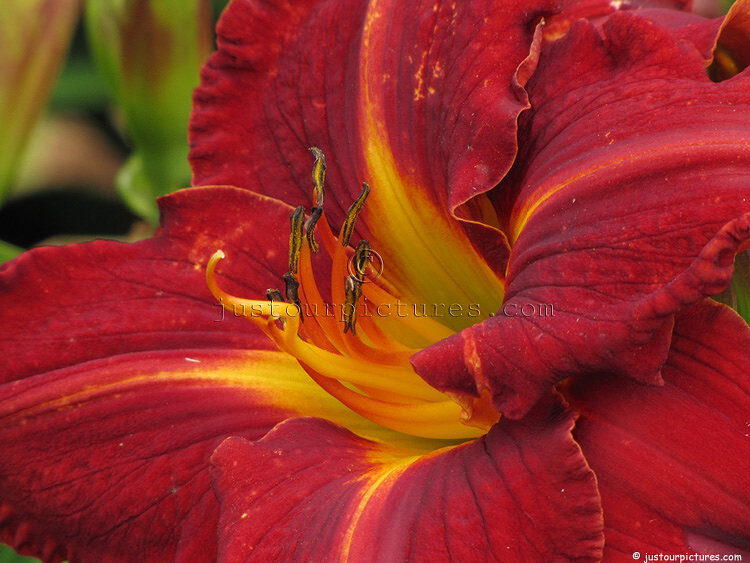 Pictures Of Types Of Lily Just Our Pictures Of Lilies