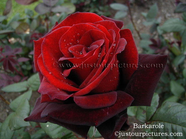 dark red rose