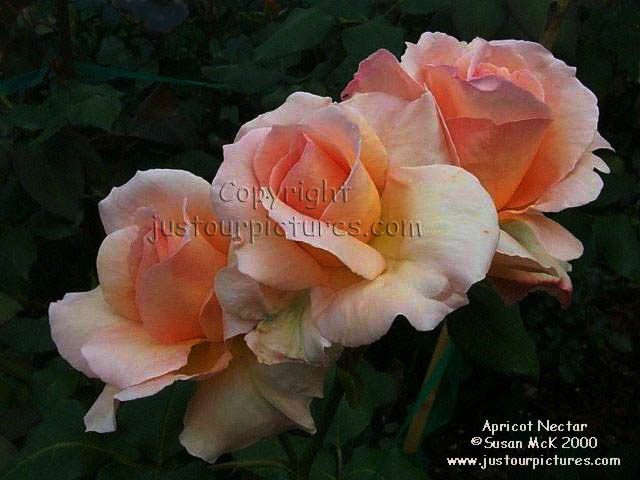 Apricot Nectar Rose