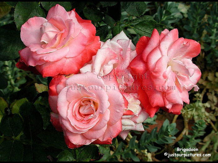 Brigadoon-rose