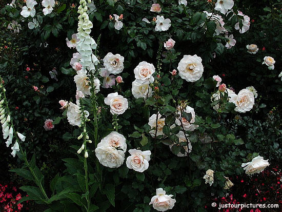 french lace with foxgloves