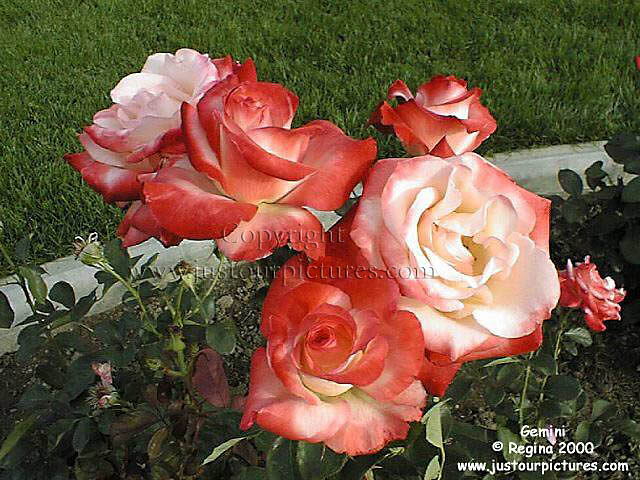 Gemini rose