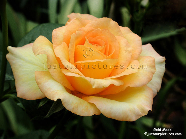 Gold Medal rose