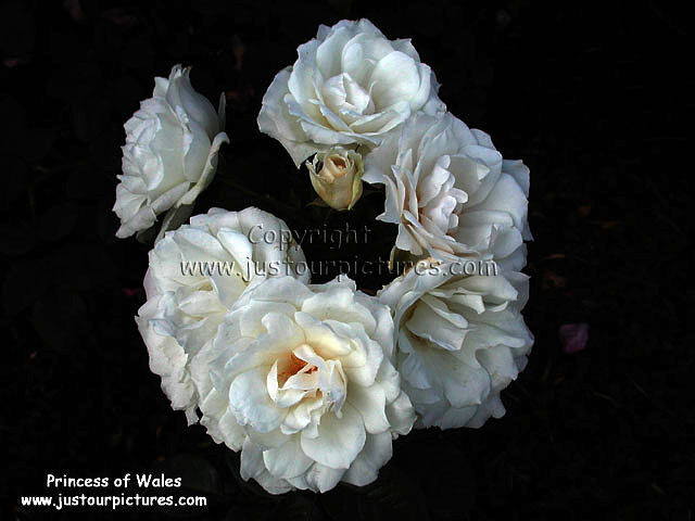 Princess of Wales rose