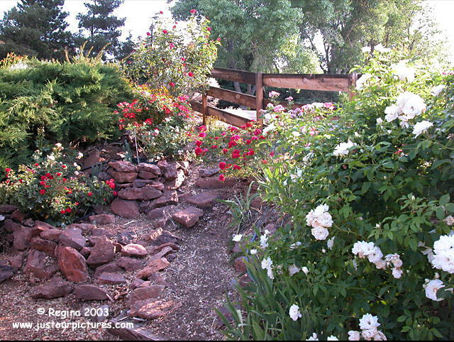 rocky rose garden