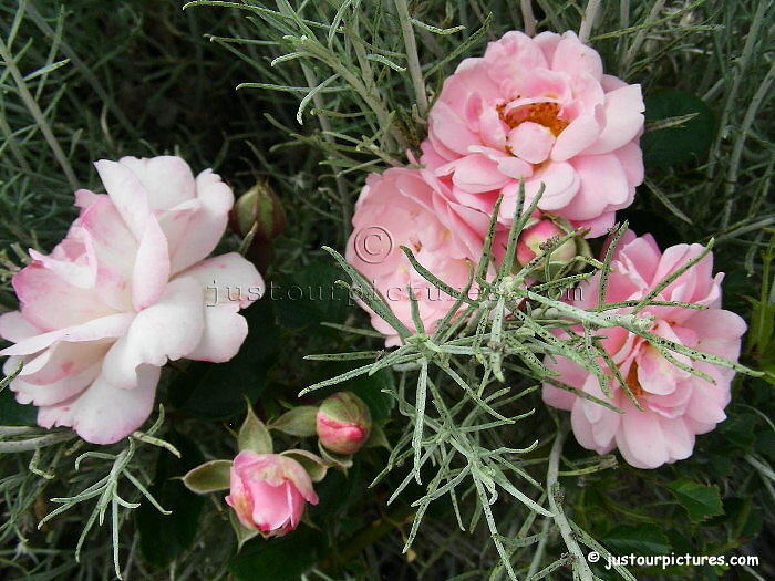 Thelma rose with rabbit brush