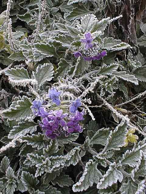 frozen flower