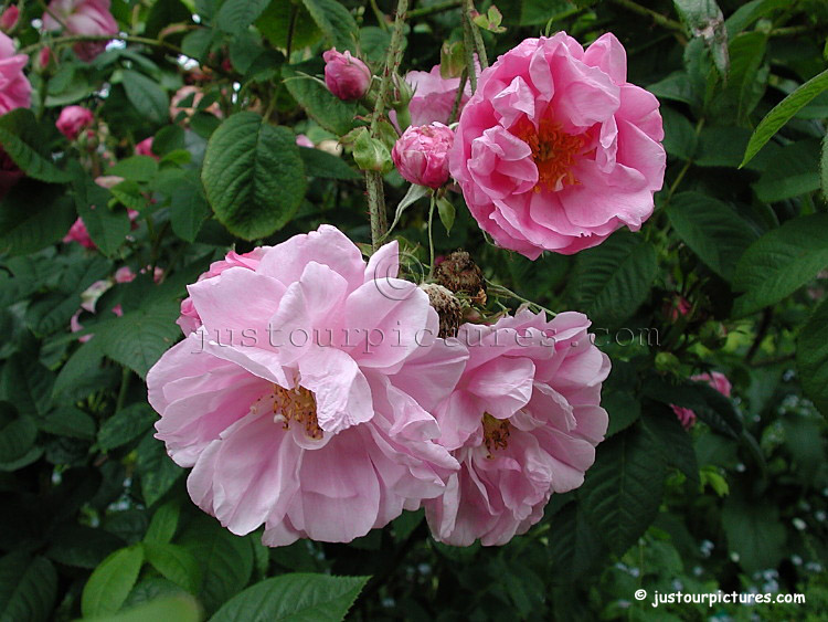 download lancaster and york roses