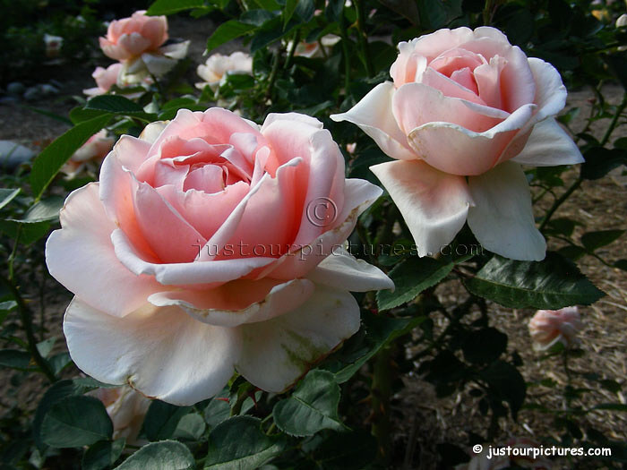 Abbaye de Cluny rose