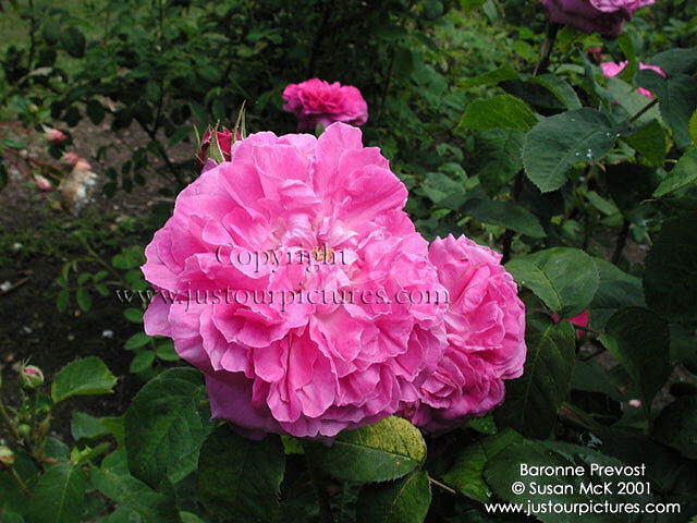 Baronne Prevost rose