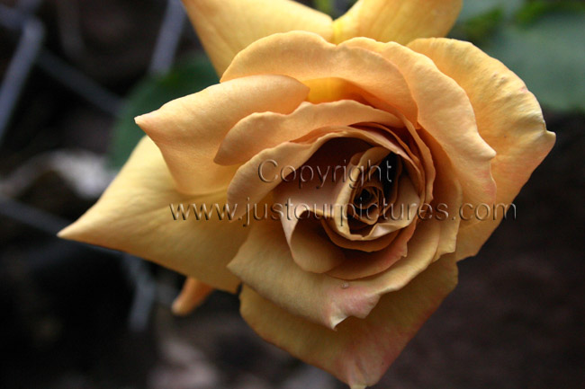 Butterscotch rose