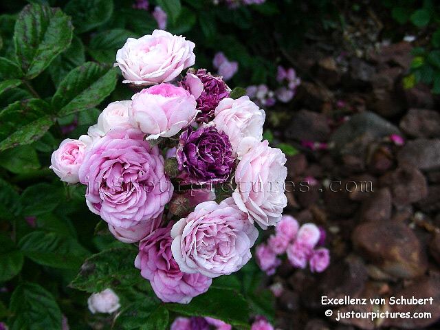 excellenz-von-schubert-rose