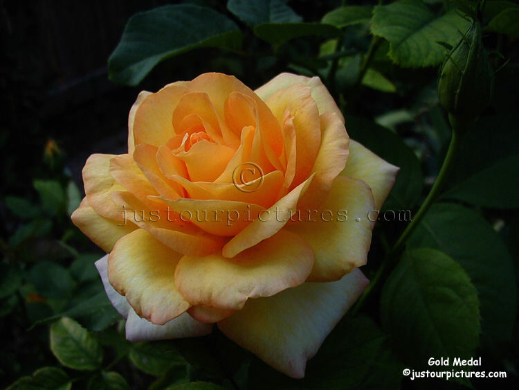 Gold Medal rose