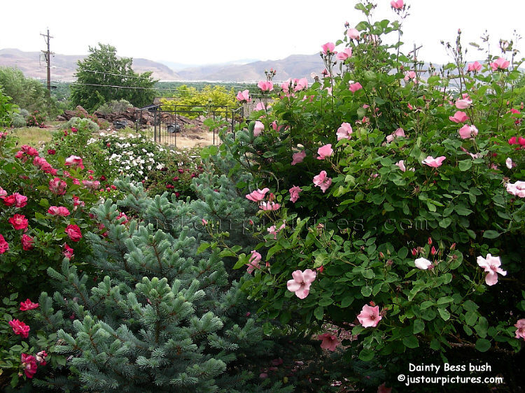 Dainty Bess_in_rose_garden