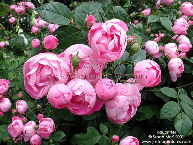 Raubritter rose