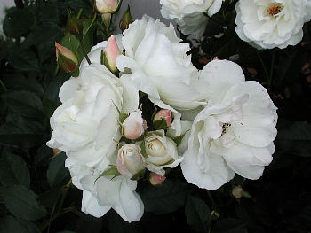 Iceberg rose with buds