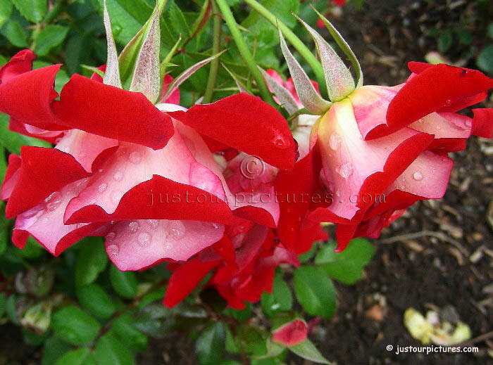 Topsy Turvy rose upsidedown