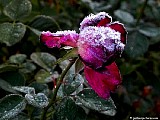 IcyBurgundy Iceberg rose, File# D1687. Photographer: Christine. October  2010