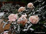 Snow covered Abbaye de Cluny rose, File# D7823. Photographer: Christine. October 2009