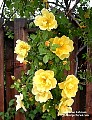 Hidcote hybrid foetida rose