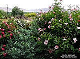 Dainty-bess-bush-in-garden