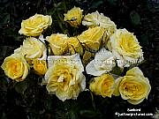  yellow rose